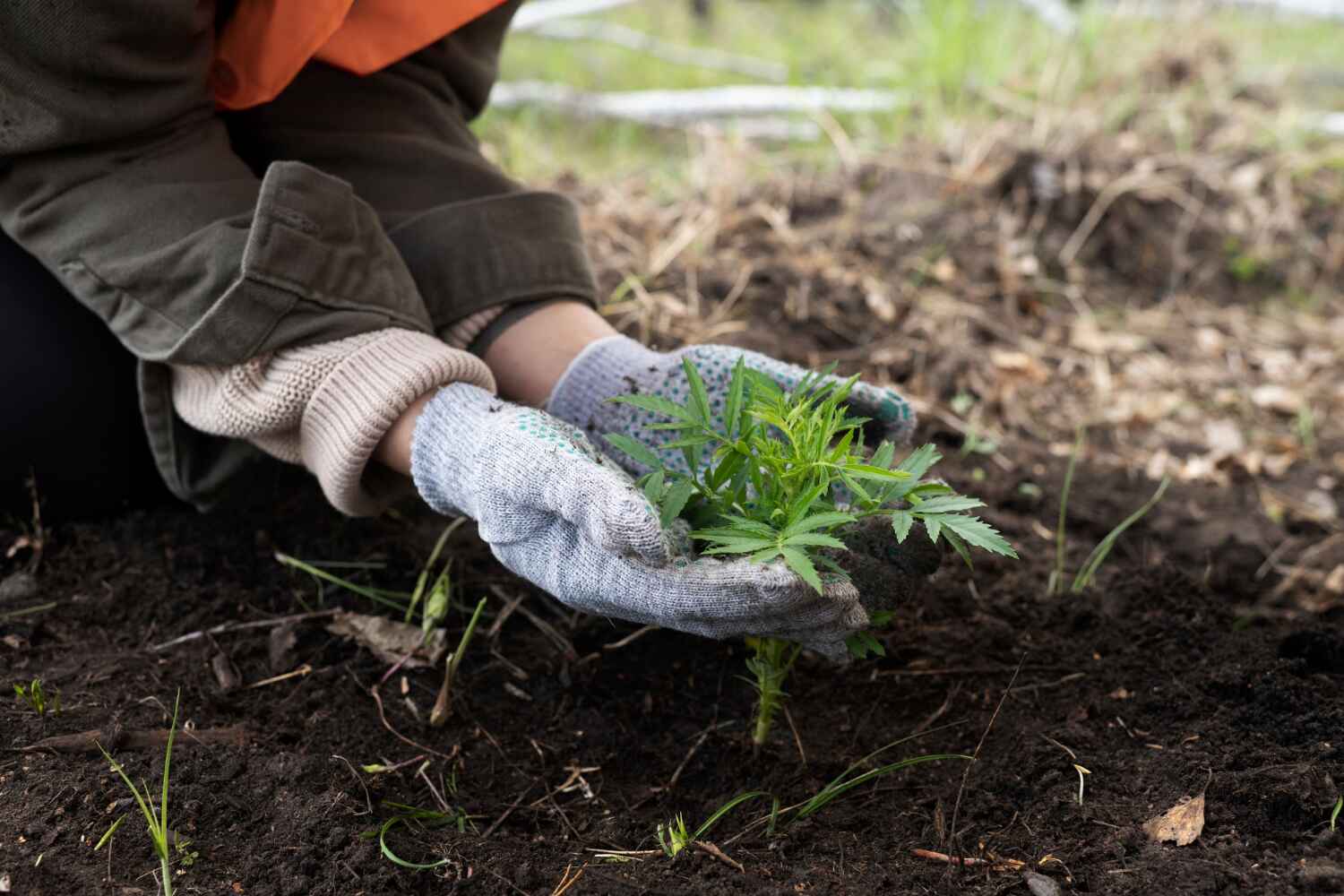 The Steps Involved in Our Tree Care Process in Twin Lake, MI